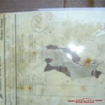 1337567vett110080docse